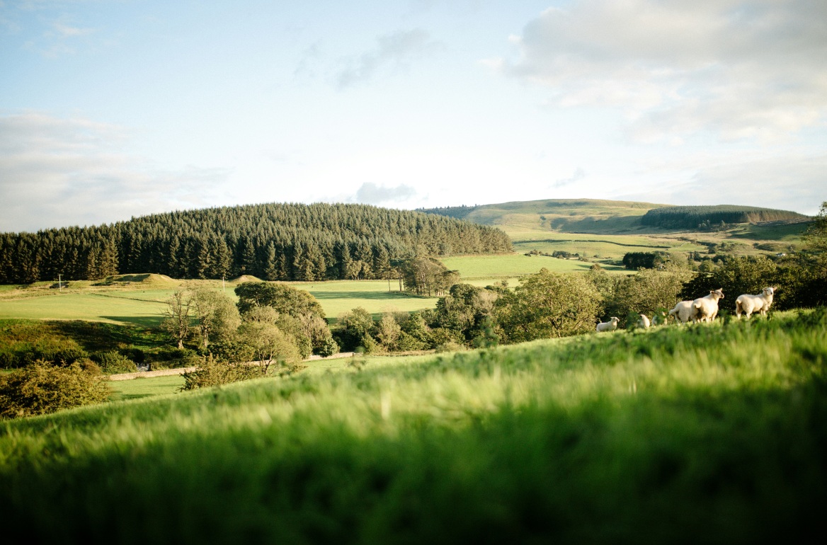 Green countryside with woodland and sheep grazing on a hillside
